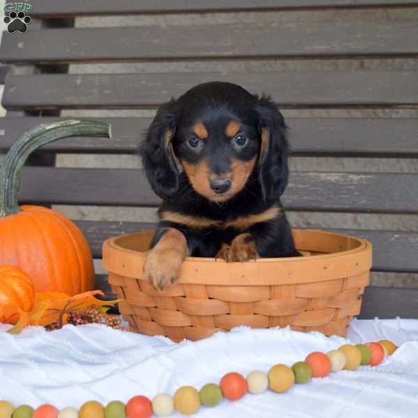 Timber, Dachshund Puppy