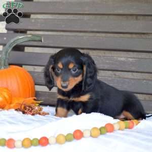 Timber, Dachshund Puppy