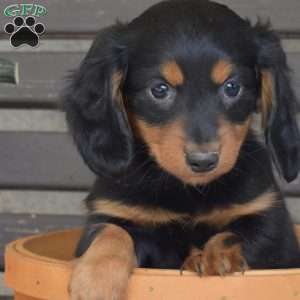 Timber, Dachshund Puppy