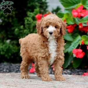Timmy, Miniature Poodle Puppy
