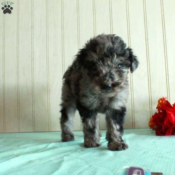 Tina, Standard Poodle Puppy