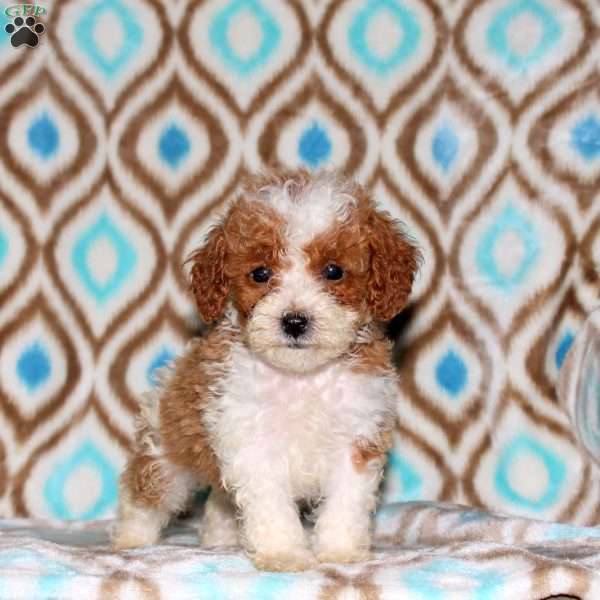 Tina, Miniature Poodle Puppy