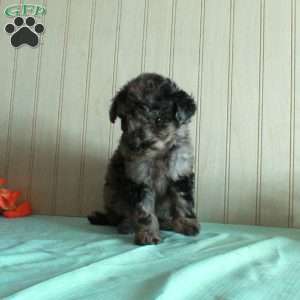 Tina, Standard Poodle Puppy