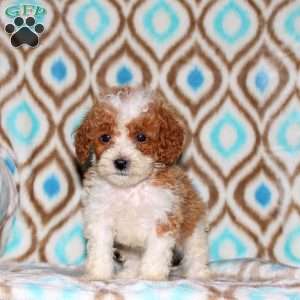 Tina, Miniature Poodle Puppy