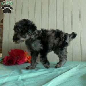 Tina, Standard Poodle Puppy