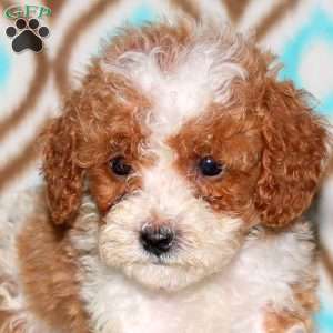 Tina, Miniature Poodle Puppy