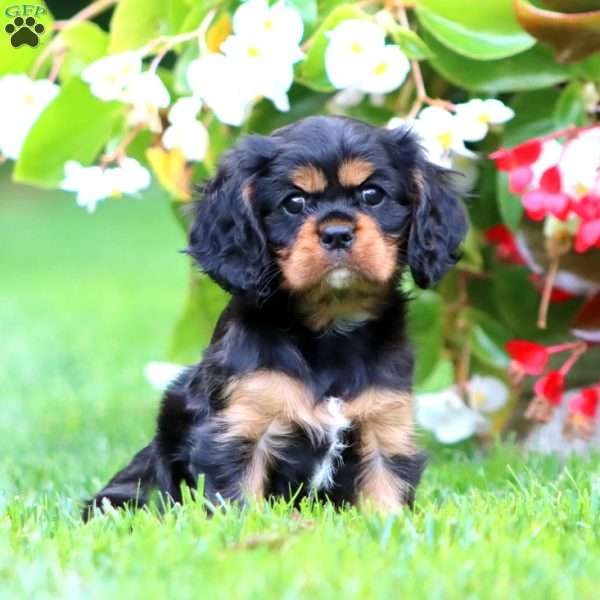 Tina, Cavalier King Charles Spaniel Puppy