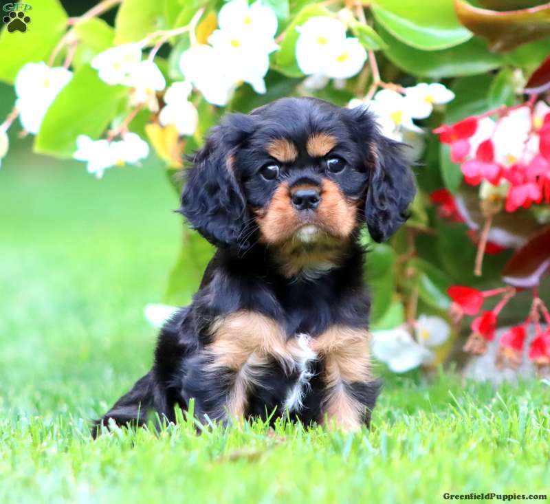 Tina (Cavalier King Charles Spaniel, Female) in Paradise, PA