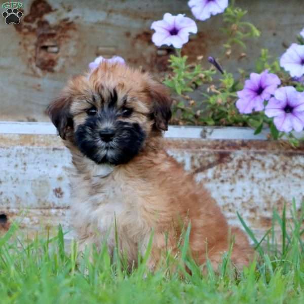 Tina, Mini Whoodle Puppy