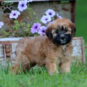 Tina, Mini Whoodle Puppy