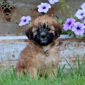 Tina, Mini Whoodle Puppy