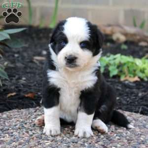 Tina, Border Collie Mix Puppy