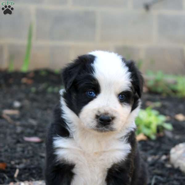 Tina, Border Collie Mix Puppy