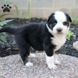Tina, Border Collie Mix Puppy