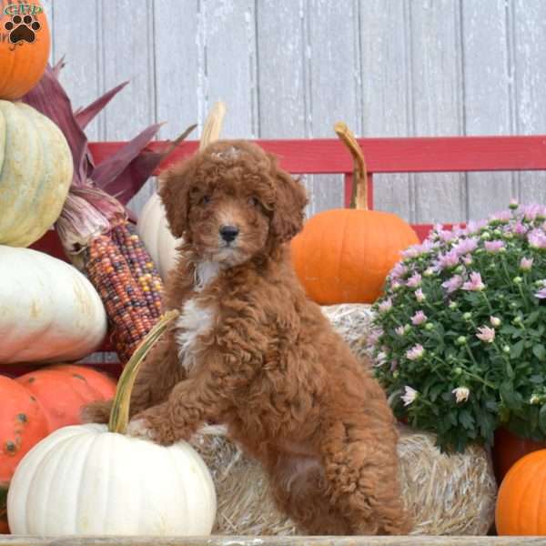 Tippi, Miniature Poodle Puppy