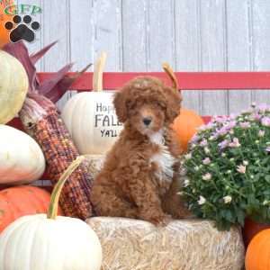 Tippi, Miniature Poodle Puppy