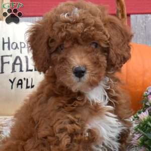 Tippi, Miniature Poodle Puppy