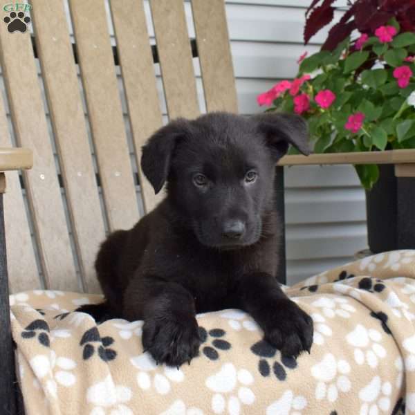 Titan, German Shepherd Puppy