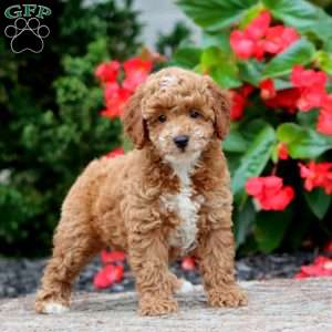 Titus, Miniature Poodle Puppy