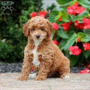 Titus, Miniature Poodle Puppy