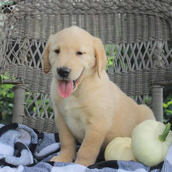 Tobias, Golden Labrador Puppy
