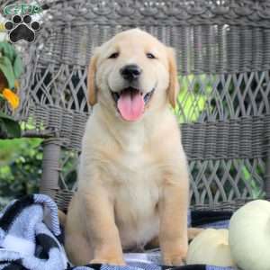 Tobias, Golden Labrador Puppy