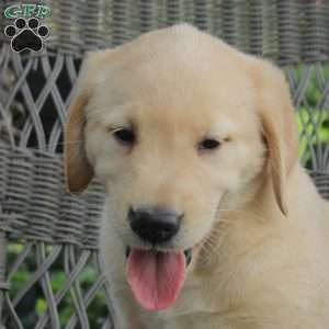 Tobias, Golden Labrador Puppy
