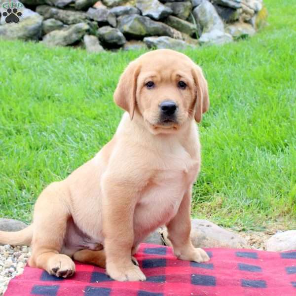 Toby, Fox Red Labrador Retriever Puppy