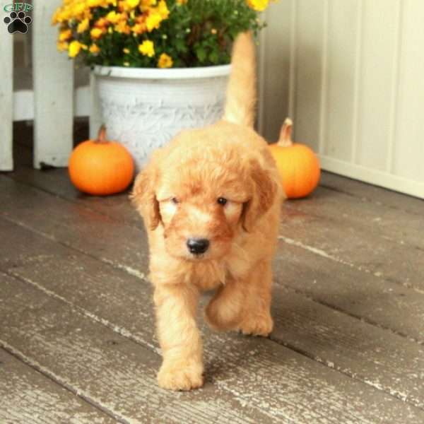Toby, Goldendoodle Puppy