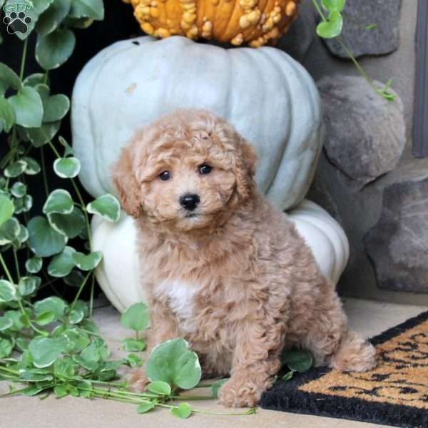 Toby, Bich-Poo Puppy