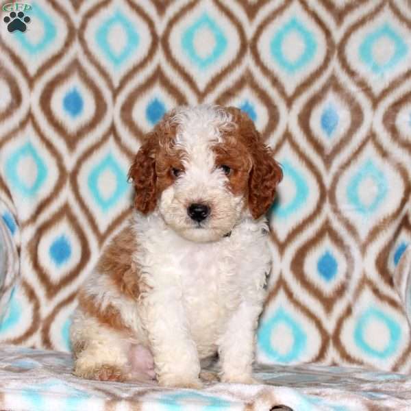 Toby, Miniature Poodle Puppy