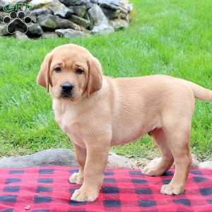 Toby, Fox Red Labrador Retriever Puppy