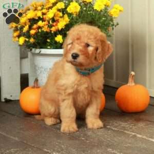 Toby, Goldendoodle Puppy