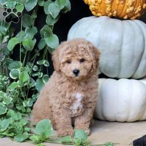 Toby, Bich-Poo Puppy