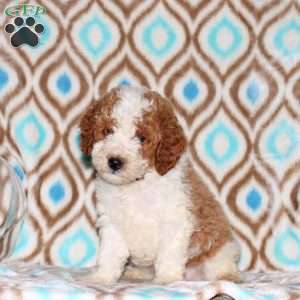 Toby, Miniature Poodle Puppy