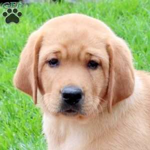 Toby, Fox Red Labrador Retriever Puppy