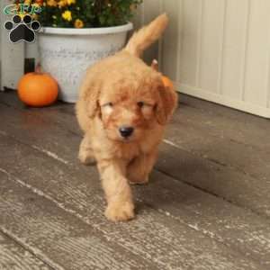 Toby, Goldendoodle Puppy
