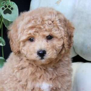 Toby, Bich-Poo Puppy