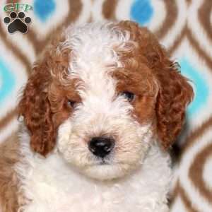 Toby, Miniature Poodle Puppy