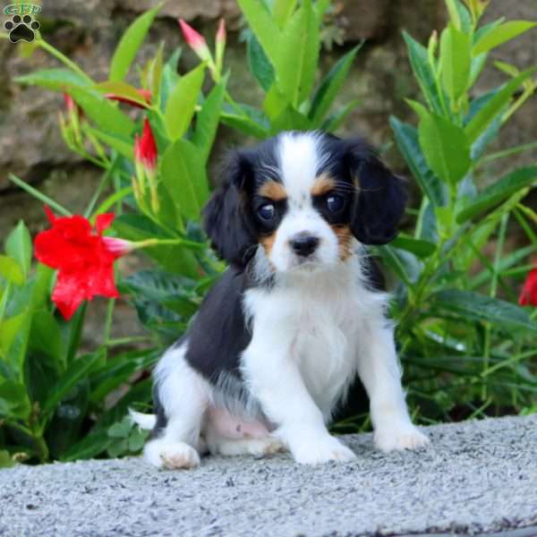 Toby, Cavalier King Charles Spaniel Puppy