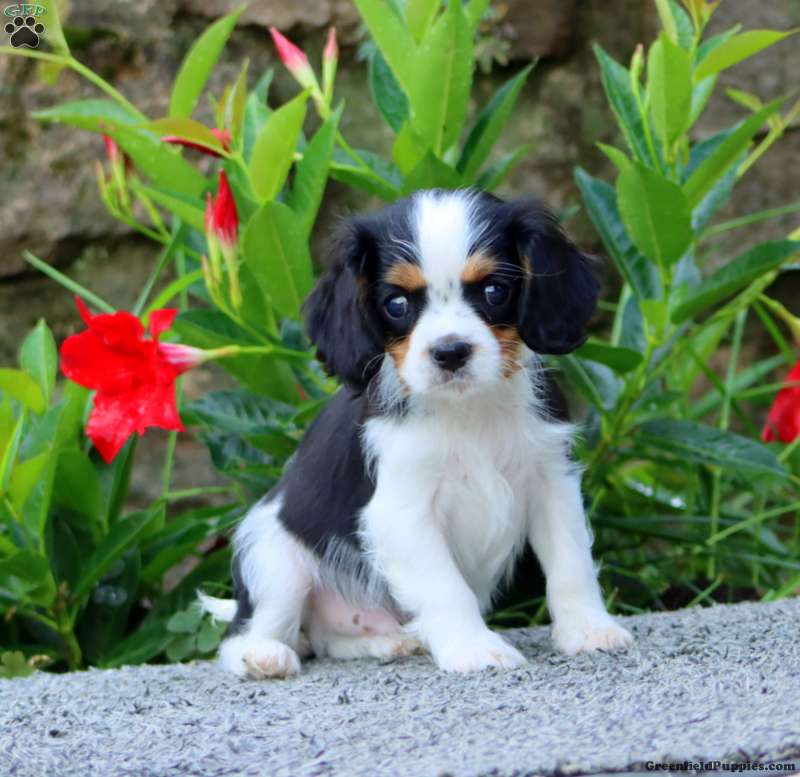 Toby (Cavalier King Charles Spaniel, Male) in Narvon, PA