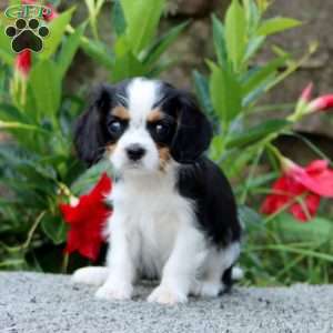 Toby, Cavalier King Charles Spaniel Puppy