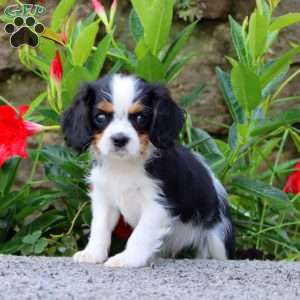 Toby, Cavalier King Charles Spaniel Puppy
