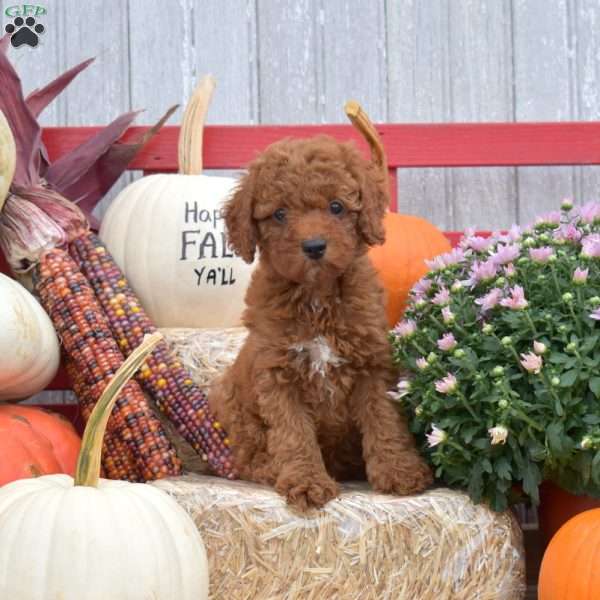 Toffee, Miniature Poodle Puppy