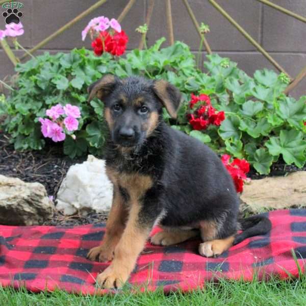 Toffee, German Shepherd Puppy