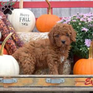Toffee, Miniature Poodle Puppy