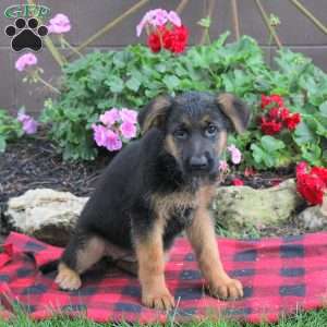 Toffee, German Shepherd Puppy