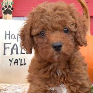 Toffee, Miniature Poodle Puppy