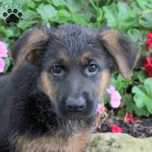 Toffee, German Shepherd Puppy