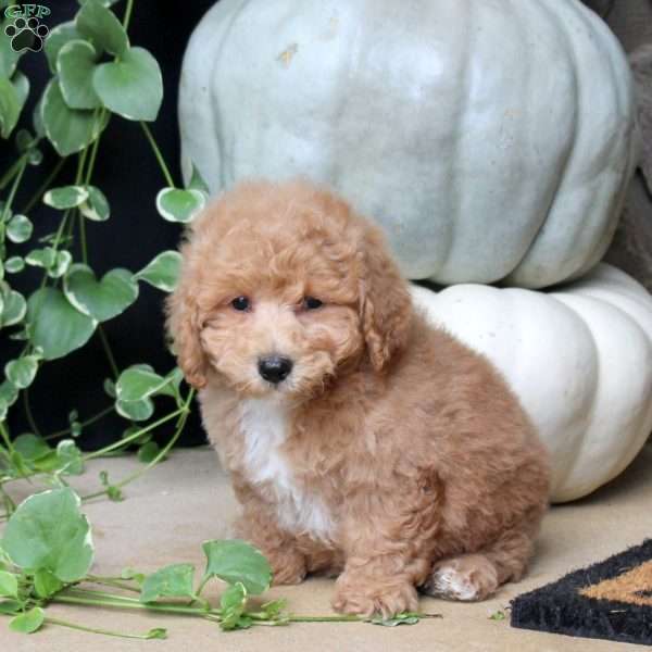 Tommy, Bich-Poo Puppy